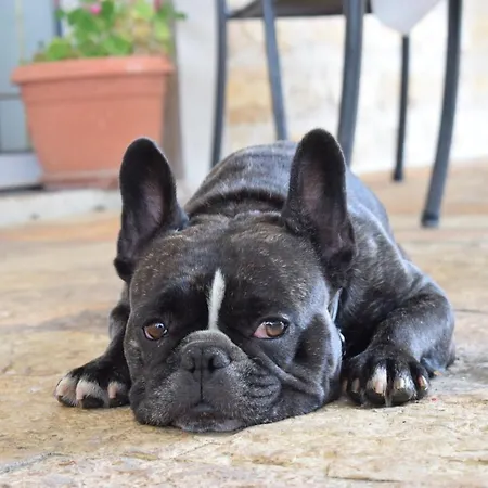 Matanovi Dvori-krka National Park Gasthuis Lozovac