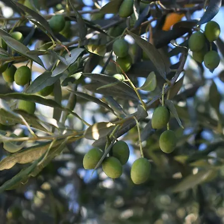 Matanovi Dvori-krka National Park Guest house